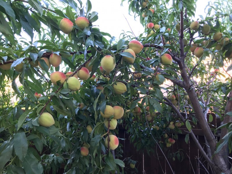 Làm vườn trong phố: Câu chuyện của một cặp vợ chồng tại nước Mỹ lam vuon trong pho cau chuyen cua mot cap vo chong tai nuoc my