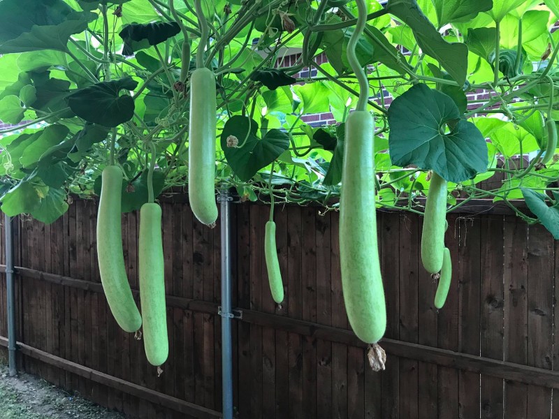 Làm vườn trong phố: Câu chuyện của một cặp vợ chồng tại nước Mỹ lam vuon trong pho cau chuyen cua mot cap vo chong tai nuoc my