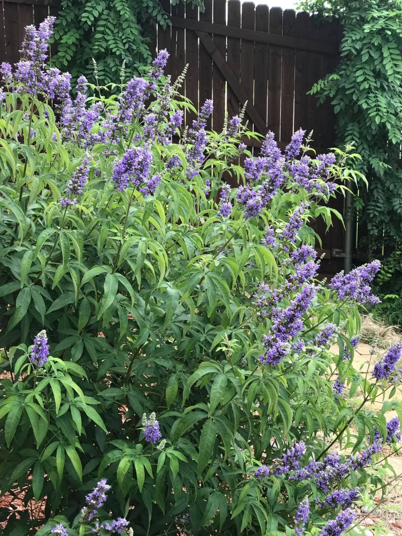 Làm vườn trong phố: Câu chuyện của một cặp vợ chồng tại nước Mỹ lam vuon trong pho cau chuyen cua mot cap vo chong tai nuoc my