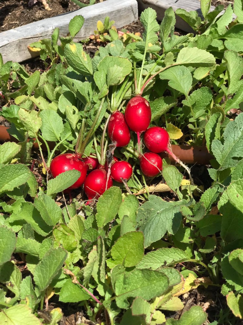 Làm vườn trong phố: Câu chuyện của một cặp vợ chồng tại nước Mỹ lam vuon trong pho cau chuyen cua mot cap vo chong tai nuoc my