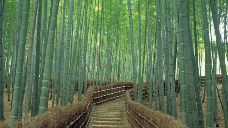 Nhật Bản – 16 trải nghiệm du khách nên tận hưởng khi đến đất nước mặt trời mọc