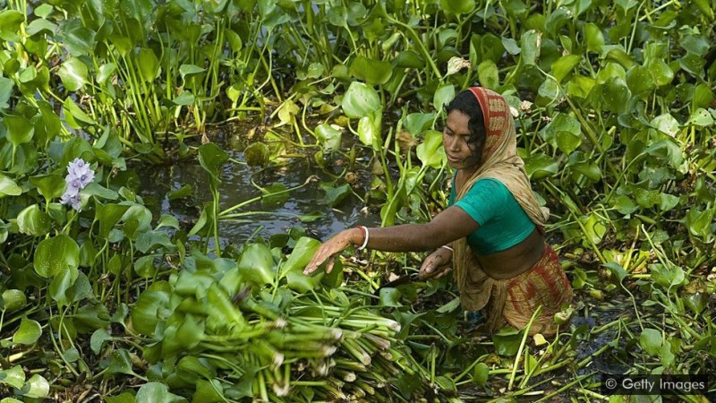 Những khu vườn trên sông nước ở Bangladesh