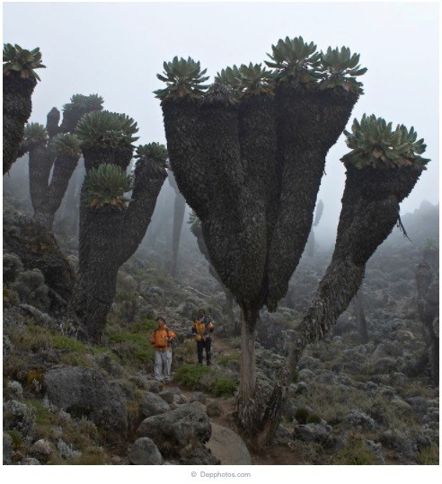 1809-15-buyyc-aynh-khieyyn-bayn-caym-thayyy-nhuy-moyyt-chuy-thiych-tiy-hon2