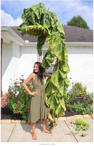 1816-15-buyyc-aynh-khieyyn-bayn-caym-thayyy-nhuy-moyyt-chuy-thiych-tiy-hon5