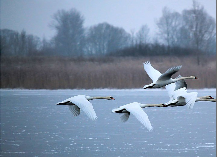 undefined 2115-thien-nga1