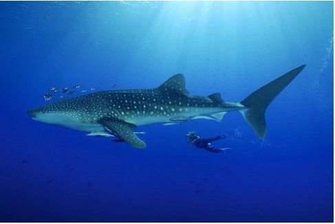 2512-15-buyyc-aynh-khieyyn-bayn-caym-thayyy-nhuy-moyyt-chuy-thiych-tiy-hon10