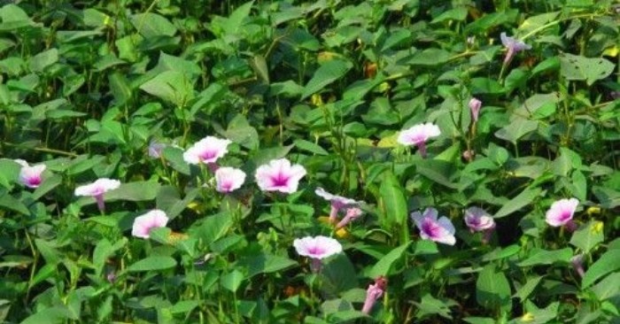 undefined 3610-rau-muoyyng-thayng-9