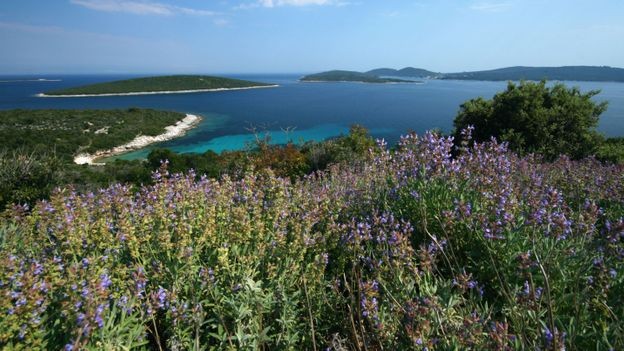 Nhiều loại dược liệu mọc trên đảo được sử dụng trong chữa bệnh truyền thống 3751-p08lpfh8