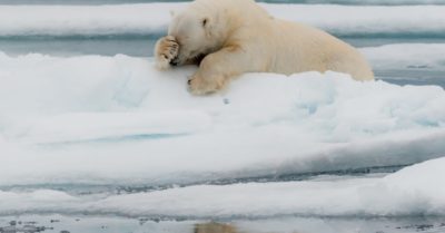 Bộ ảnh động vật hài hước từ Comedy Wildlife Photo Awards