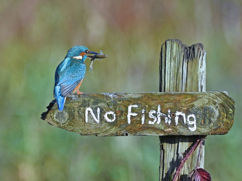 4003-5f5a2b8de6ff30001d4e7f63-1599801745