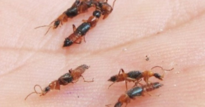 Số bệnh nhân viêm da do kiến ba khoang tăng đột biến