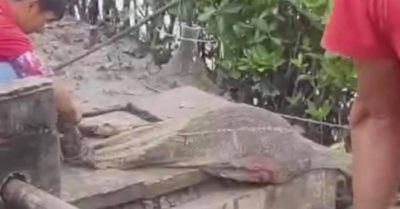 Bắt được cá sấu nặng 10kg xuất hiện trong vuông tôm