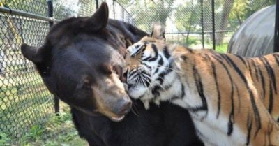 Câu chuyện về bộ ba động vật: Gấu – Hổ – Sư tử gắn bó với nhau như một gia đình