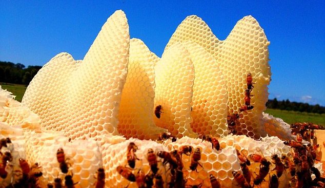 Bạn có thể lấy mật mà không làm phiền đàn ong