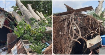 Cây cổ thụ hơn 50 tuổi bật gốc đè nát dãy nhà trọ, hai gia đình thoát nạn
