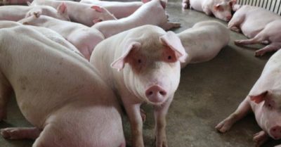Giá thịt lợn hơi tăng nhẹ tại nhiều tỉnh thành