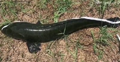 Clip: Câu được cá lóc ‘khủng’ dài gần 1 mét ‘bụng đen’ hiếm gặp