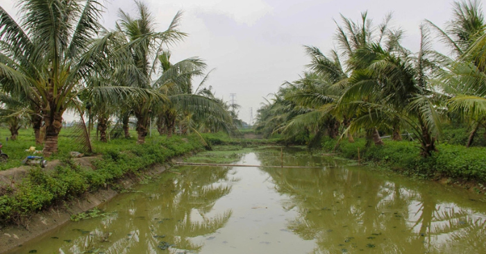 Hành trình thoát nợ nhờ nuôi ốc bươu