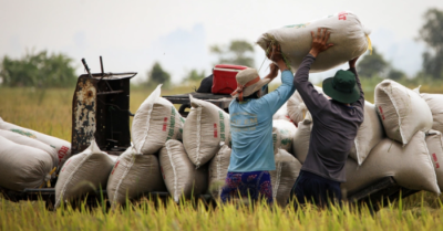 Giao dịch gạo Việt chững lại khi Philippines tạm ngưng nhập khẩu