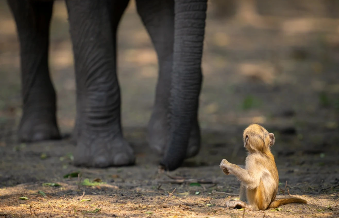 Khoảnh khắc khỉ đầu chó nhỏ chạm trán voi lớn ở Zambia - Ảnh: Laurent Nilles